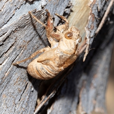 Psaltoda moerens (Redeye cicada) at Florey, ACT - 21 Jul 2025 by AlisonMilton