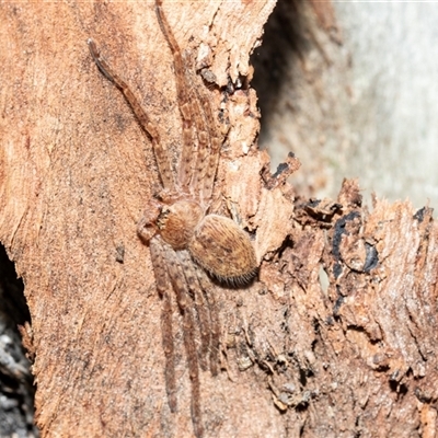 Isopeda canberrana (Canberra Huntsman Spider) at Florey, ACT - 21 Jul 2025 by AlisonMilton