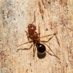 Myrmecorhynchus emeryi (Possum Ant) at Florey, ACT - 21 Jul 2025 by AlisonMilton