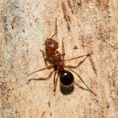Myrmecorhynchus emeryi (Possum Ant) at Florey, ACT - 21 Jul 2025 by AlisonMilton