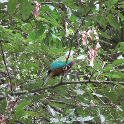 Ptilinopus magnificus (Wompoo Fruit-dove) at Syndicate, QLD - 7 Aug 2022 by JasonPStewartNMsnc2016