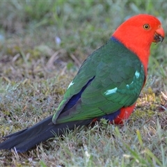 Alisterus scapularis (Australian King-Parrot) at Lanitza, NSW - 13 Sep 2015 by Carolina