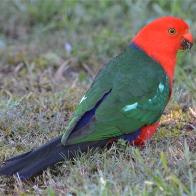 Alisterus scapularis (Australian King-Parrot) at Lanitza, NSW - 13 Sep 2015 by Carolina