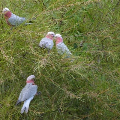 Eolophus roseicapilla (Galah) at Lanitza, NSW - 1 Nov 2021 by Carolina