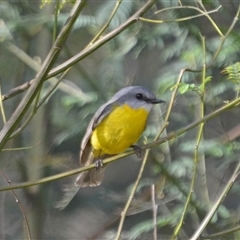 Eopsaltria australis (Eastern Yellow Robin) at Lanitza, NSW - 7 Aug 2022 by Carolina
