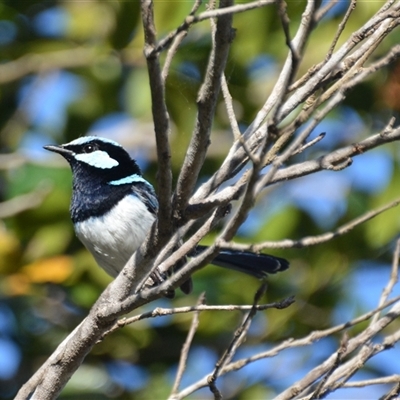 Malurus cyaneus (Superb Fairywren) at Lanitza, NSW - 14 Oct 2021 by Carolina