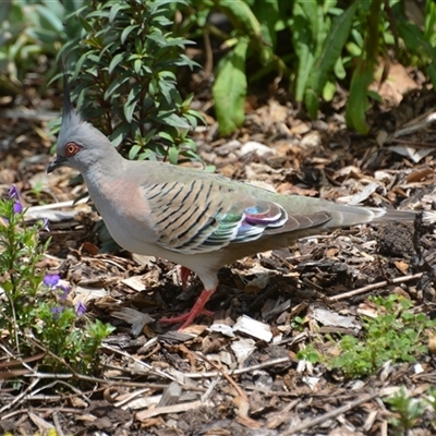 Ocyphaps lophotes (Crested Pigeon) at Lanitza, NSW - 10 Nov 2023 by Carolina