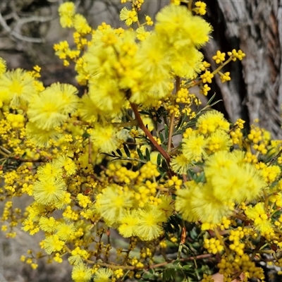 Acacia terminalis (Sunshine Wattle) at Boxers Creek, NSW - Today by trevorpreston