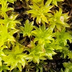 Unverified Moss, Liverwort or Hornwort at Bungonia, NSW - Yesterday by trevorpreston