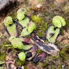 Unverified Moss, Liverwort or Hornwort at Bungonia, NSW - Yesterday by trevorpreston