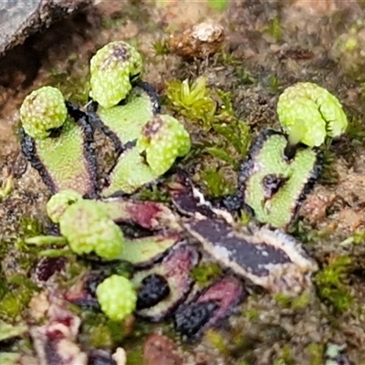 Unverified Moss, Liverwort or Hornwort at Bungonia, NSW - Yesterday by trevorpreston