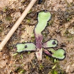 Unverified Moss, Liverwort or Hornwort at Bungonia, NSW - Yesterday by trevorpreston