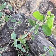 Unverified Other Shrub at Nitmiluk, NT - 6 Jul 2025 by Mike