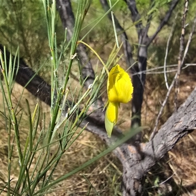 Unverified Pea at Nitmiluk, NT - 6 Jul 2025 by Mike