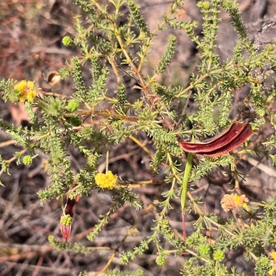 Unverified Wattle at Nitmiluk, NT - 6 Jul 2025 by Mike