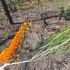 Grevillea pteridifolia at Rakula, NT - 7 Jul 2025 by Mike
