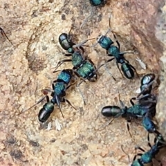 Rhytidoponera metallica (Greenhead ant) at Bungonia, NSW - 26 Jul 2025 by trevorpreston