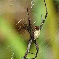Argiope radon (Radon Saint Andrew's Cross Spider) at Litchfield Park, NT - 7 Jul 2025 by Mike