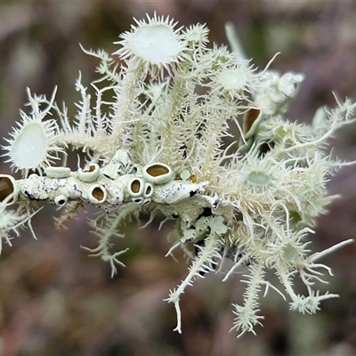 Usnea sp. (genus) at Bungonia, NSW - Yesterday by trevorpreston