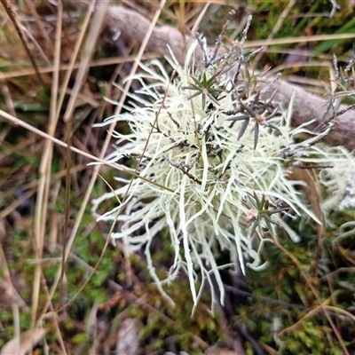 Unverified Lichen at Bungonia, NSW - Yesterday by trevorpreston