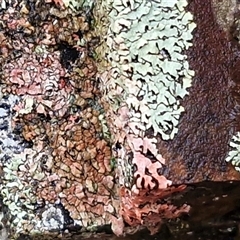 Unverified Lichen at Bungonia, NSW - Yesterday by trevorpreston