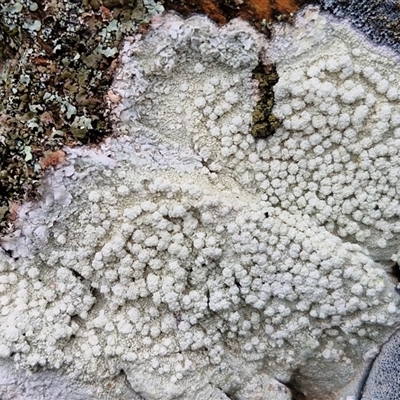 Unverified Lichen at Bungonia, NSW - Yesterday by trevorpreston