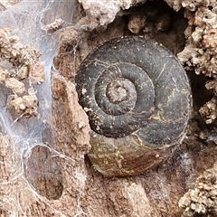 Unverified Snail or Slug (Gastropoda) at Bungonia, NSW - Yesterday by trevorpreston