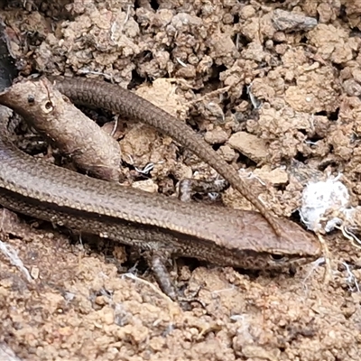 Lampropholis delicata (Delicate Skink) at Bungonia, NSW - 26 Jul 2025 by trevorpreston