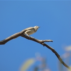 Cincloramphus mathewsi at Ballyroe, NSW - 19 Nov 2019 12:11 AM