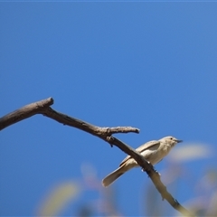 Cincloramphus mathewsi at Ballyroe, NSW - 19 Nov 2019 12:11 AM