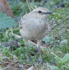 Cincloramphus mathewsi at Ballyroe, NSW - 19 Nov 2019 12:11 AM