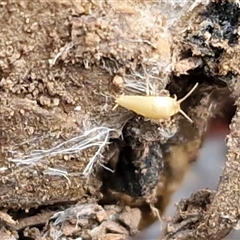 Atelurinae (subfamily) at Bungonia, NSW - 26 Jul 2025 11:32 AM