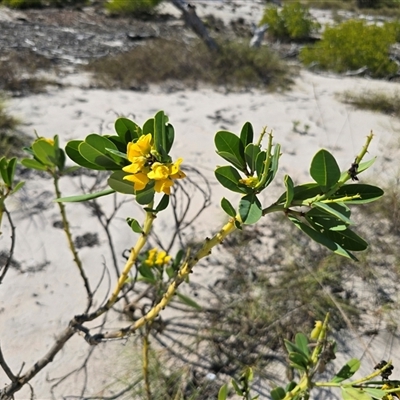 Unverified Pea at Mitchell Plateau, WA - 11 Jul 2025 by Mike