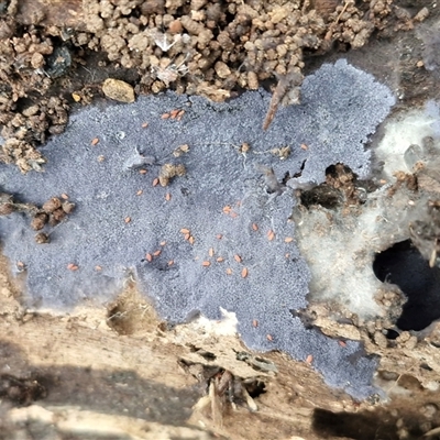 Unverified Underside smooth or wrinkled/roughened <Stereum etc> at Bungonia, NSW - 26 Jul 2025 by trevorpreston