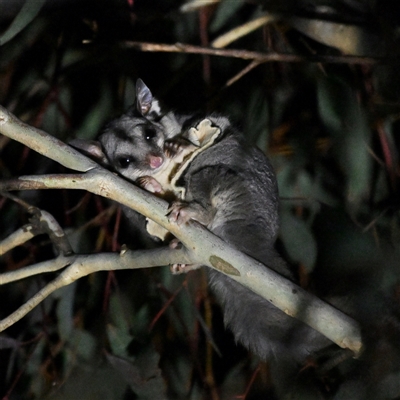 Petaurus notatus (Krefft’s Glider, formerly Sugar Glider) at Throsby, ACT - 25 Jul 2025 by davidcunninghamwildlife