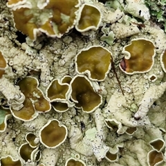 Unverified Lichen at Bungonia, NSW - Yesterday by trevorpreston