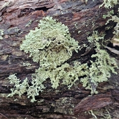 Unverified Lichen at Bungonia, NSW - Yesterday by trevorpreston