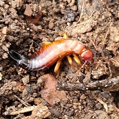 Titanolabis colossea (Giant Earwig) at Bungonia, NSW - 26 Jul 2025 by trevorpreston