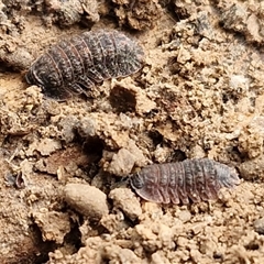Isopoda (order) at Bungonia, NSW - 26 Jul 2025 by trevorpreston