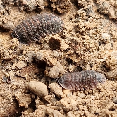 Isopoda (order) at Bungonia, NSW - 26 Jul 2025 by trevorpreston