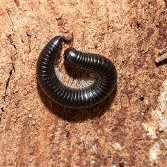 Ommatoiulus moreleti (Portuguese Millipede) at Florey, ACT - 21 Jul 2025 by AlisonMilton
