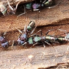 Rhytidoponera metallica at Bungonia, NSW - 26 Jul 2025 10:50 AM