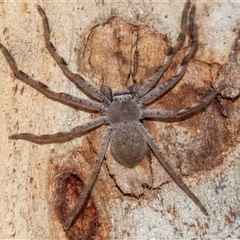 Isopedella pessleri (A huntsman spider) at Florey, ACT - 21 Jul 2025 by AlisonMilton