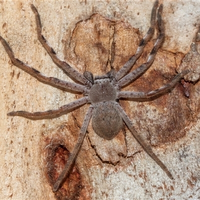 Isopedella pessleri (A huntsman spider) at Florey, ACT - 21 Jul 2025 by AlisonMilton