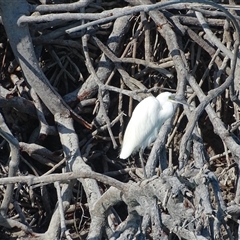 Unverified Colonial nesters (Herons, Cormorants, etc) at Broome, WA - 20 Jul 2025 by Mike