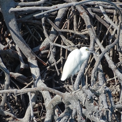Unverified Colonial nesters (Herons, Cormorants, etc) at Broome, WA - 20 Jul 2025 by Mike