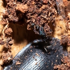 Rhytidoponera metallica (Greenhead ant) at Florey, ACT - 21 Jul 2025 by AlisonMilton