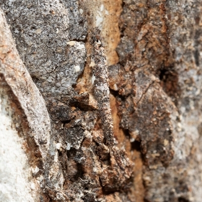 Conoeca guildingi (A case moth) at Florey, ACT - 21 Jul 2025 by AlisonMilton