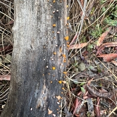 Heterotextus sp. (A yellow saprophytic jelly fungi) at Bungendore, NSW - 26 Jul 2025 by yellowboxwoodland