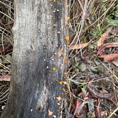 Heterotextus sp. (A yellow saprophytic jelly fungi) at Bungendore, NSW - 26 Jul 2025 by yellowboxwoodland